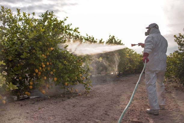Best Ant Control Services  in Burlington, KS
