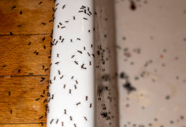 Best Pest Control for Businesses  in Burlington, KS