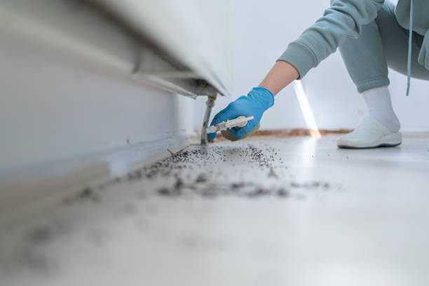 Best Rat Extermination Near Me  in Burlington, KS